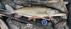 Pike fly Fishing Andy Cheetham